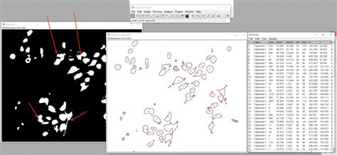 Measuring Cell Fluorescence Using Imagej