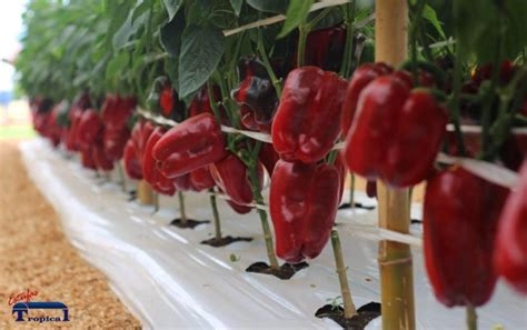 Cresce No Brasil O Cultivo Protegido De Piment Es Tropical Estufas