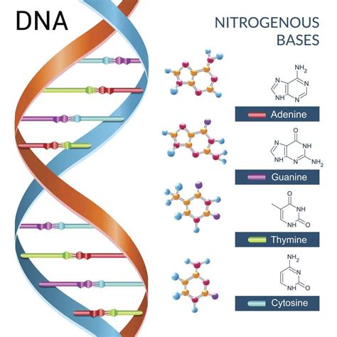 Czym jest DNA i Jak Funkcjonuje w Życiu