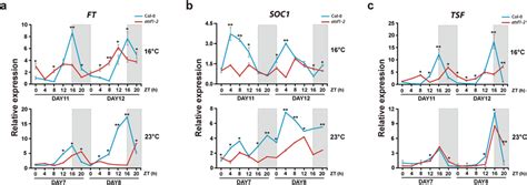 Diurnal Expression Patterns Of Ft Soc And Tsf In The Atsf Mutant