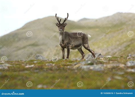 Reindeer in Norway stock photo. Image of reindeer, mammal - 16360616