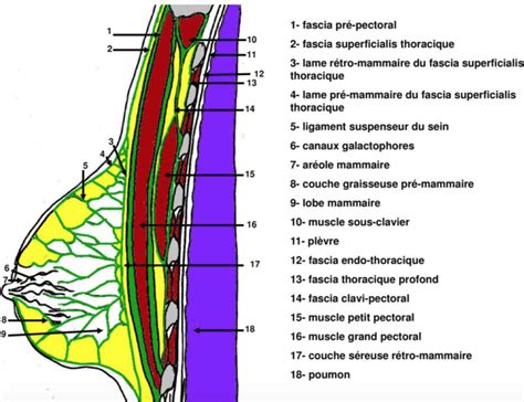 Plan Superficiel De La Glande Mammaire