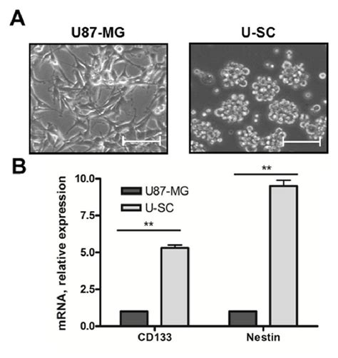 Characterization Of Cell Models A Representative Images Of U Mg