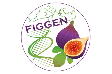 Enhancing Fig Tree Diversity For Sustainable Mediterranean Agriculture