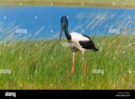 Image Of The Natural Hunting Behaviors Of The Australasian Stork Black