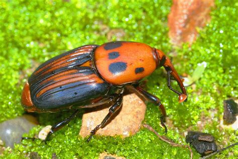 Rhynchophorus Ferrugineus Pedro Requena Diaz Flickr