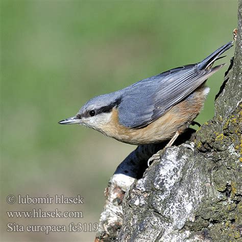 Sitta europaea Nuthatch Kleiber Sittelle torchepot Trepador Azul brhlík ...