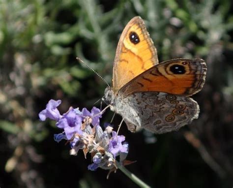 Lasiommata Maera Némusien Corrèze Le Monde Des Insectes