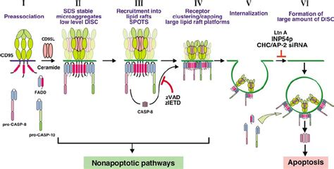 Model For Early Cd95 Signaling I Ligand Independent Receptor