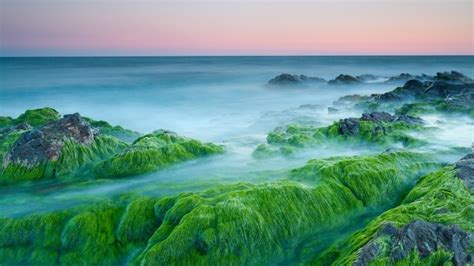 Green Algae On Rocks Hd Wallpaper Wallpaperfx