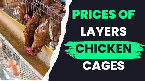 Layers Cage Prices In Harare Zimbabwe YouTube