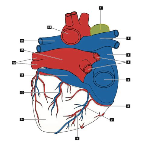 Anatomie Externe Du C Ur Vue Post Rieure Flashcards Quizlet