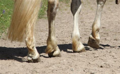 Schenkelweichen Mit Dem Pferd Richtig Reiten PICADERA Blog