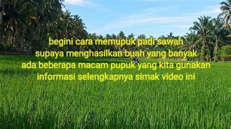 Cara Memupuk Padi Sawah Supaya Menghasilkan Buah Yang Banyak YouTube