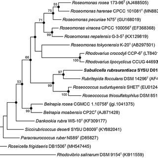 Maximum Likelihood Phylogenetic Tree Based On 16S RRNA Gene Sequences