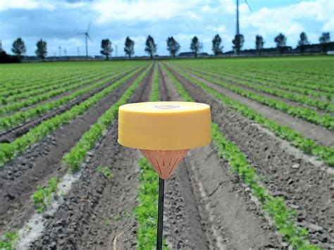 Millimeter Regen Heeft Peen Goed Gedaan Groenten Fruit Actueel