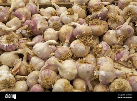 Garlic Produced On The Isle Of White Shown At The Hampton Court Palace