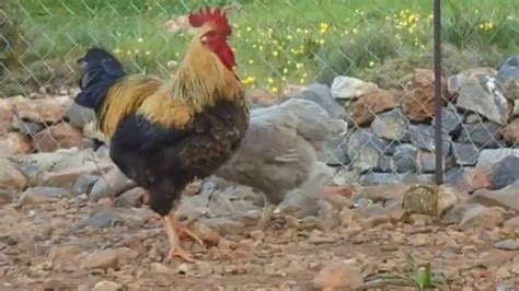 Our Home Farm Amazing Mating Chickens Youtube