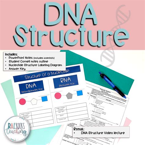 DNA Model With Labels