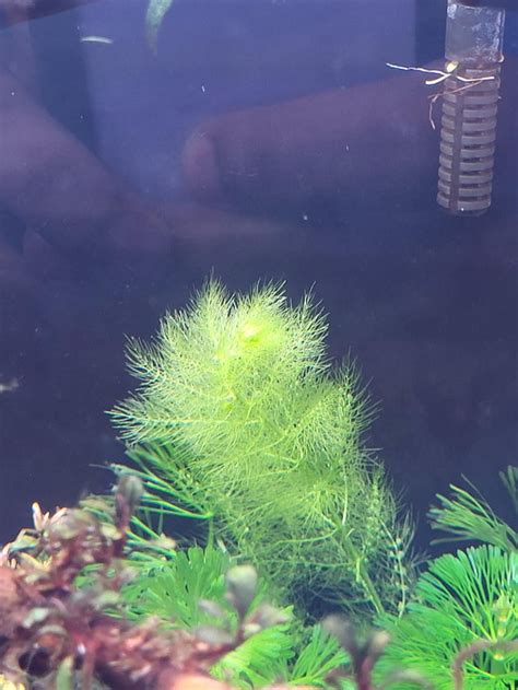 What plant is it? : r/Aquascape