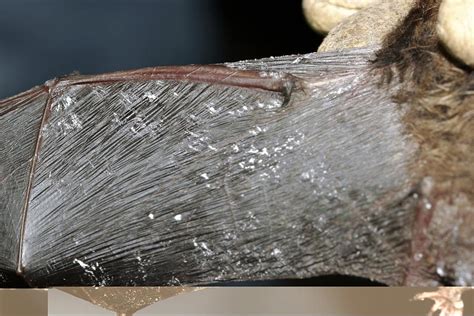 White nose syndrome in bats Photograph by Science Photo Library - Pixels