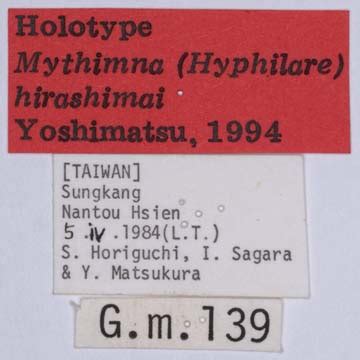 Mythimna Hyphilare Hirashimai NIAES Type Specimen