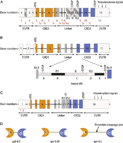 Schematic Representations Of The Genomic Structure Of Gal 8 According