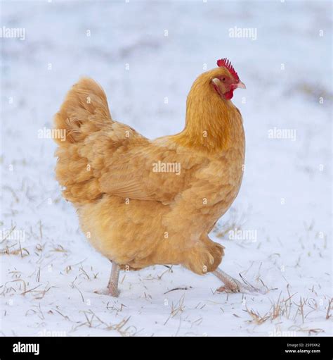 Large Buff Orpington Chicken Hen Free Ranging On An Organic Farm On A