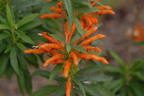 Leonotis leonurus (Common Lion's Paw, Lion's Claw, Lion's Ear, Lion's Tail, Minaret Flower, Wild ...