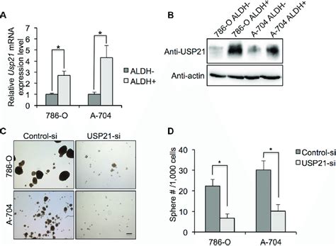 A Qrt Pcr Was Used To Detect The Mrna Expression Of Il In Aldh High