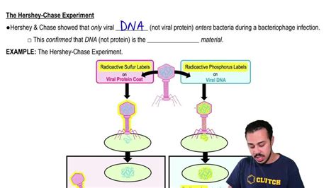 Animation: The Hershey-Chase Experiment | Pearson+ Channels