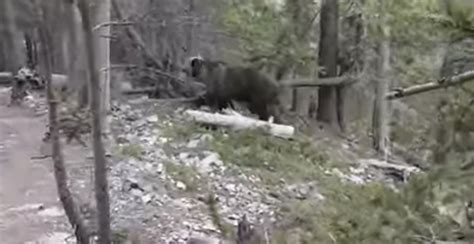 Alberta hikers capture close encounter with grizzly on camera (VIDEO ...