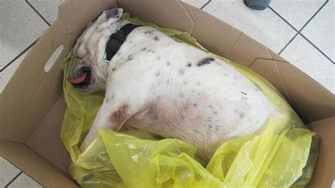 Auf dem Balkon vergessen Hund verendet qualvoll Abendzeitung München