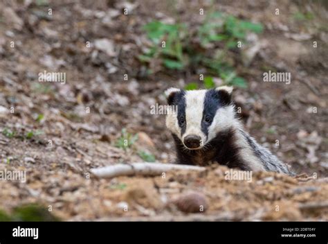 Badger Meles Meles Close Up Portrait In Spring Bialowieza Forest