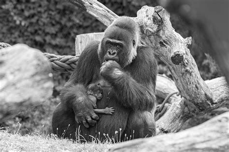 Huge Gorilla Mum Cradles Tiny Baby In Her Arms