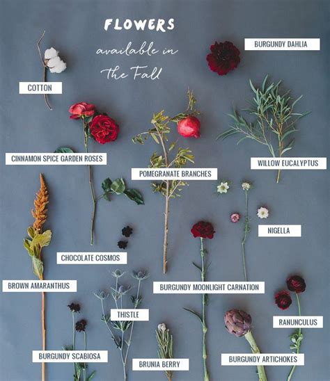 Seasonal Flower Guide Fall Flower Guide Fall Flowers Seasonal Flowers