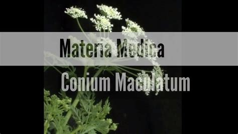 Conium Maculatum Homeopathy Materia Medica Indonesia Homeopati