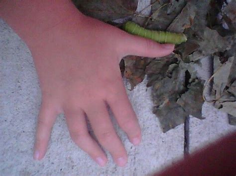 Found This Huge Catapillar In Our Yard This Is Next To Rayannas Thumb