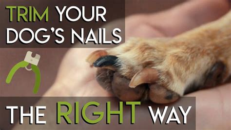 Can I Trim My Dog S Nails With A Dremel At Ron Turberville Blog