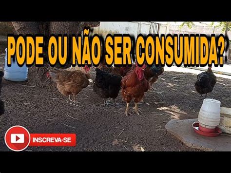 Pode Comer Galinha Choca O Que Pode Acontecer Youtube