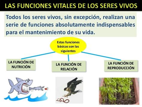 Funciones De Los Seres Vivos