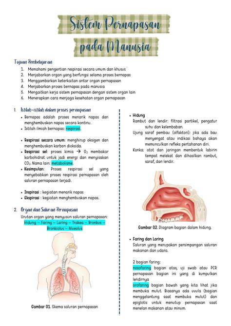 Sistem Pernapasan Artofit