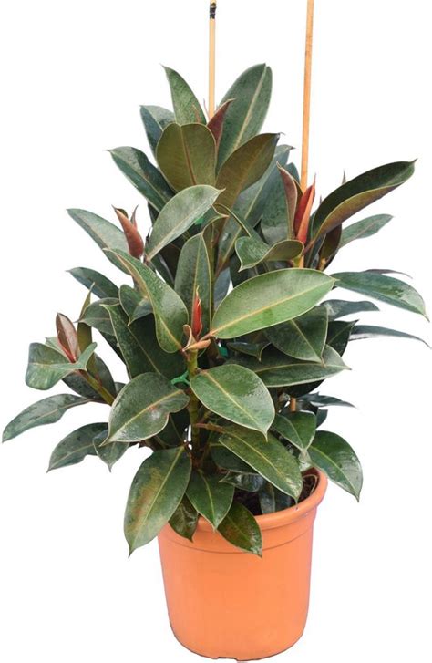 Ficus Elastica Ficus Elastica Melanie