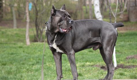 Cane Corso Dog Full Grown