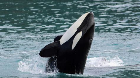 Alaska Whale Watching Tours, Gray Whales, Humpbacks & Orcas