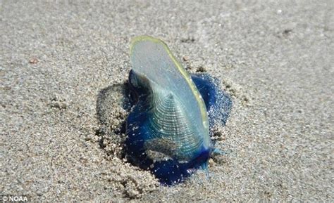 BILLIONS of jelly-fish-like creatures wash up on beaches along west ...