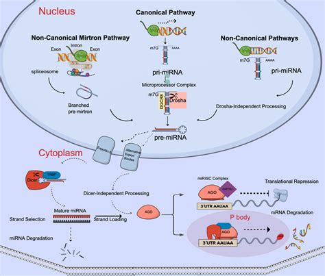 miRNA biogenesis and mechanism of action. Canonical miRNA biogenesis ...