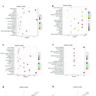 Transcriptome Analysis And WNT Signalling In Murine And Human