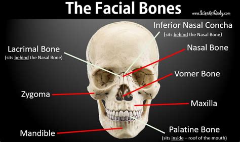 The Skull Scientist Cindy