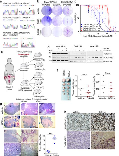 GSK J4 Reduces Cancer Cell Viability Of SCCOHT Orthotopically Implanted